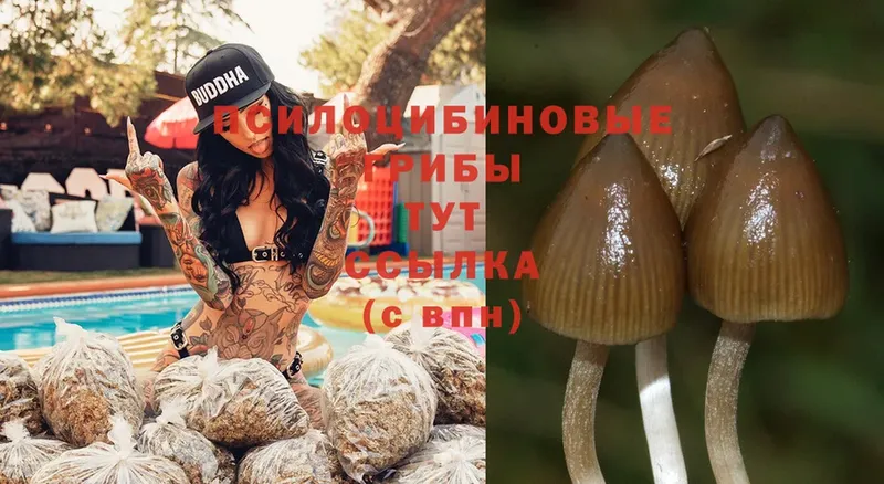 где найти наркотики  Лысково  кракен   Галлюциногенные грибы Psilocybine cubensis 